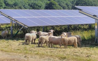 hoggets in front of panels